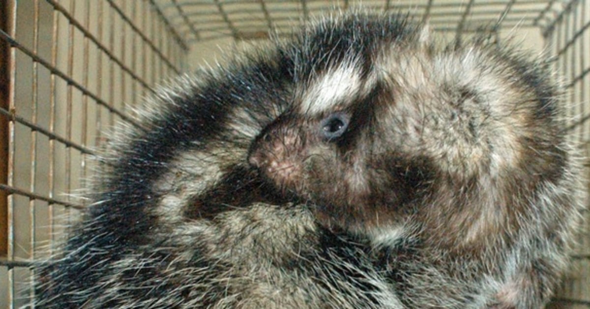 Giant rat kills predators with poisonous hair