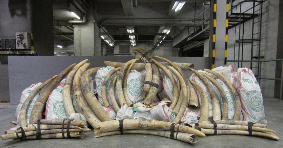 2 tons of elephant ivory seized in Hong Kong