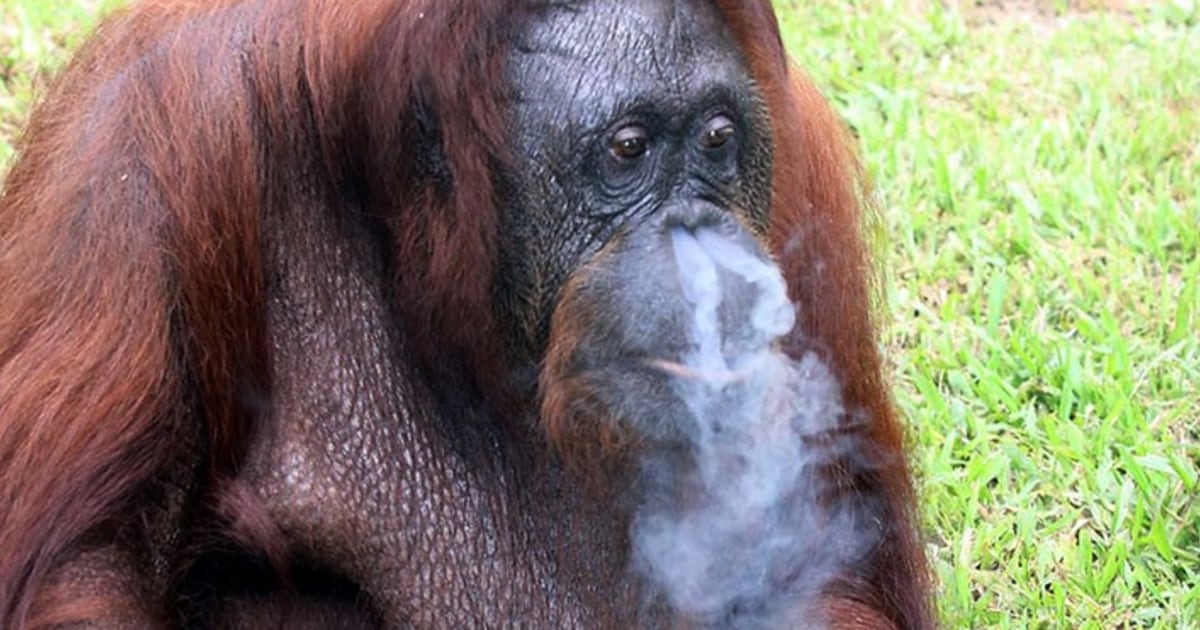 No more cigarettes for smoking Malaysian orangutan