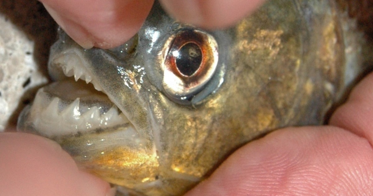 Piranhas in Texas? Girl, 5, lands one on first fishing outing