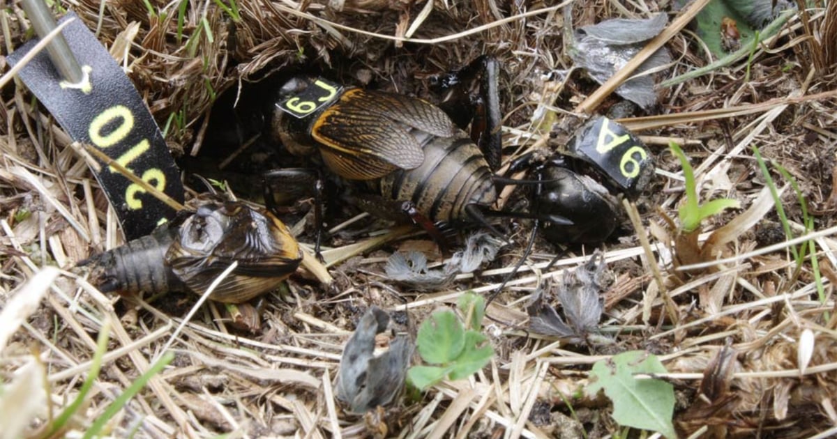 Chivalry not dead — but it may kill male crickets