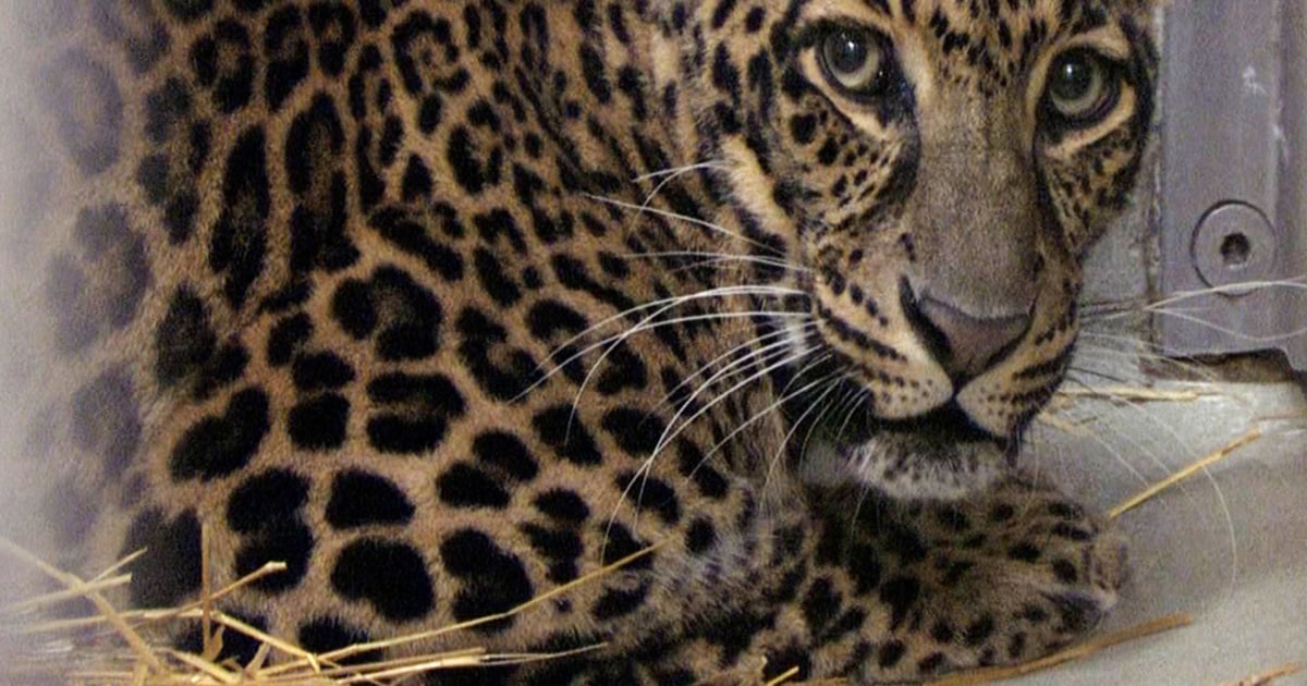 激レア　ANIMALS Pictures: Lucky Few Exotic Animals Saved From Ohio Shootings