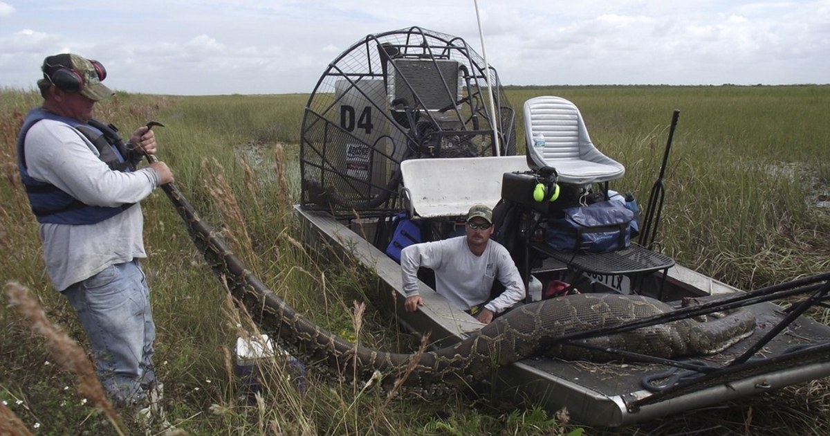 16-foot python found in Florida had eaten a deer