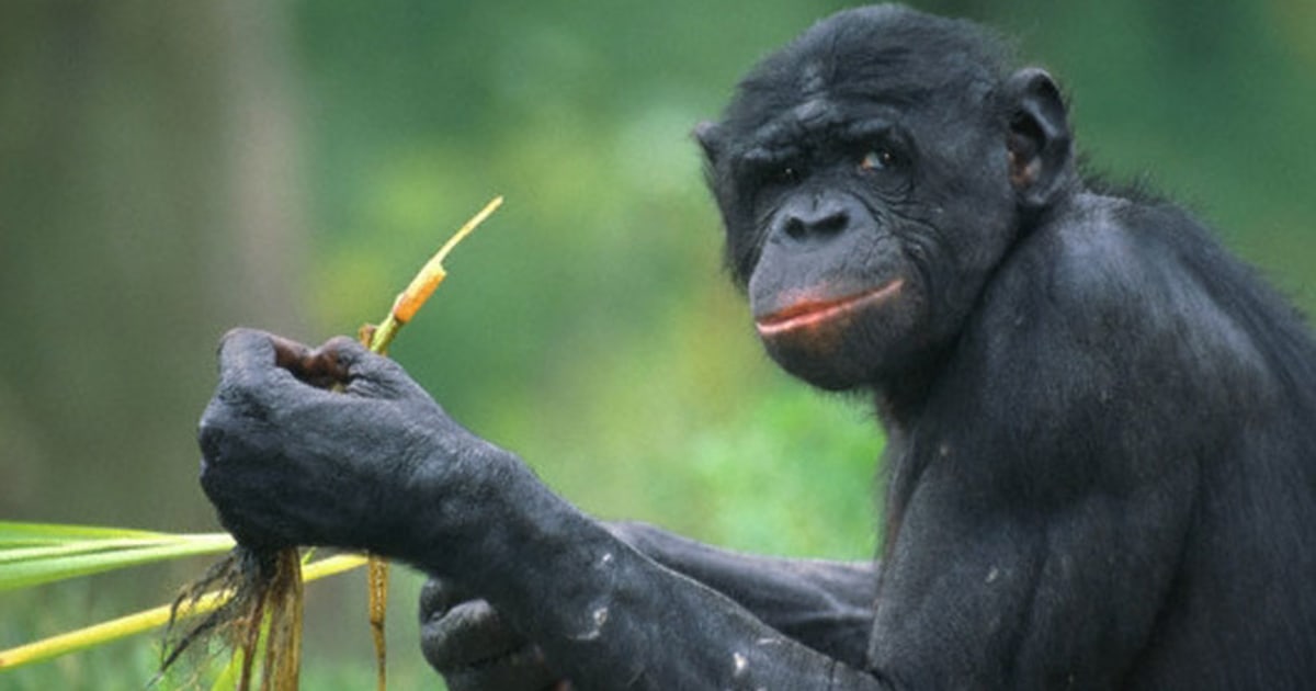 Chimpanzees self-medicate with food