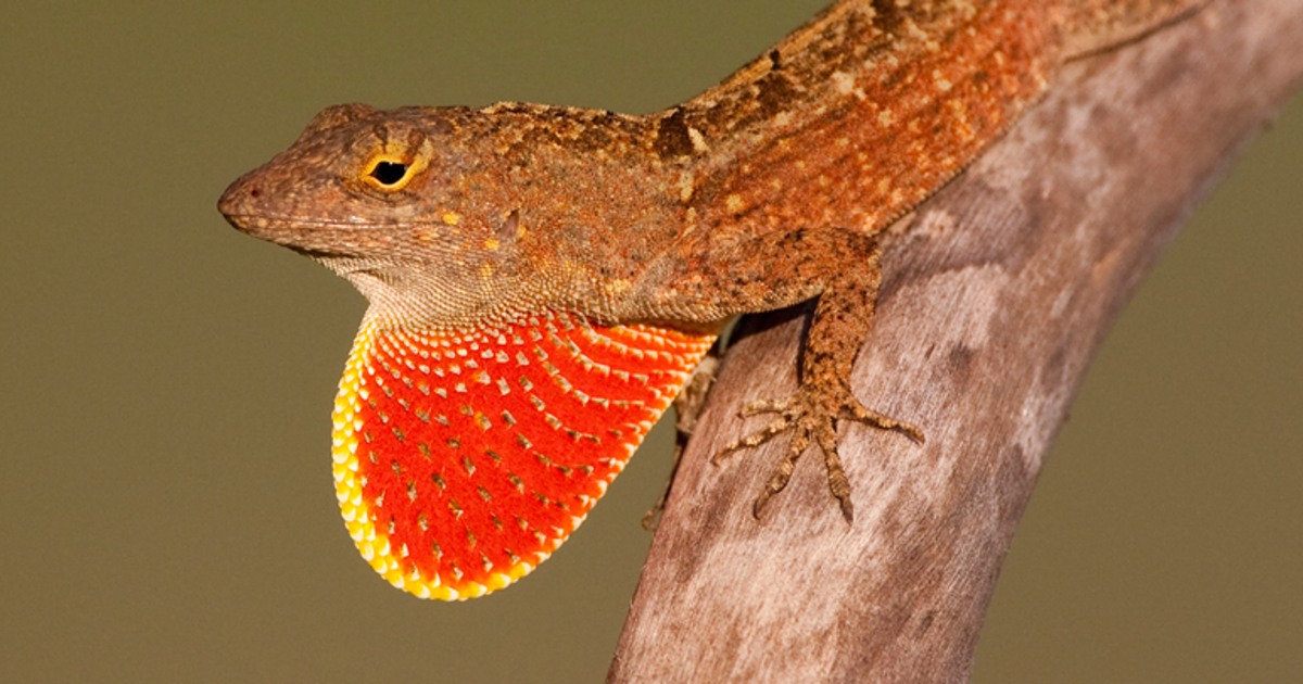 An evolutionary idea: Scientists watch lizards released on island