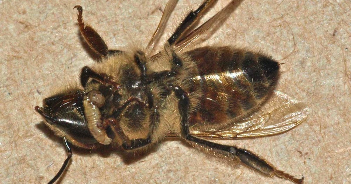 Zummeng Insect Bee Fly parasite turns honeybees into zom-bees