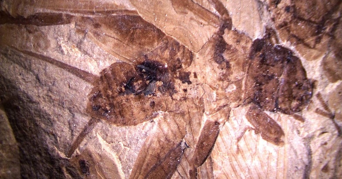 Hear that? Insects can, and it's the sound of a hunting bat