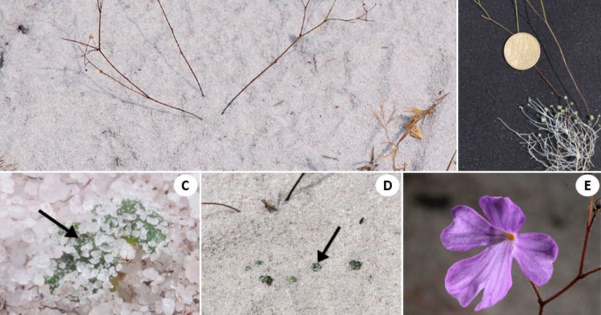 Getting to root of a carnivorous plant — underground leaves