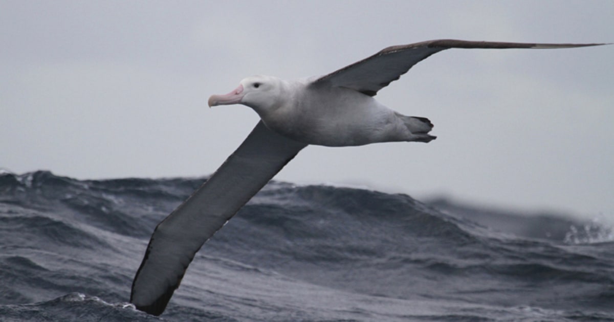 Birds flying faster than ever, thanks to climate change