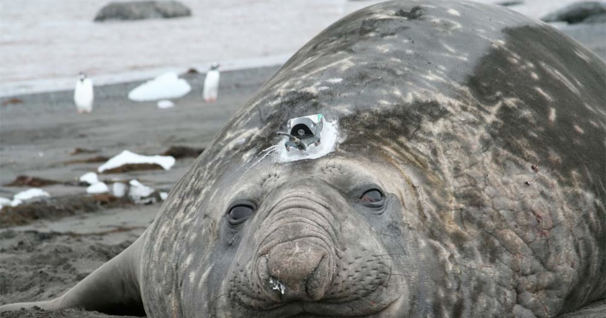 What a dive: Elephant seals must go deeper to find food