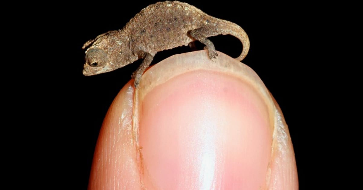Some spot color: Meet the world's tiniest chameleon