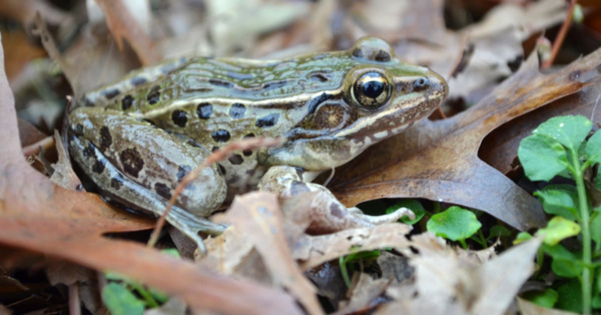 New Frog Species Discovered — Right In Nyc 