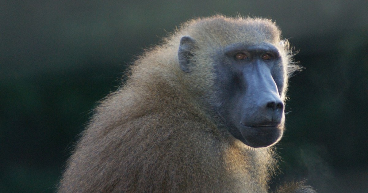 The most famous baboons on the internet, explained - Vox