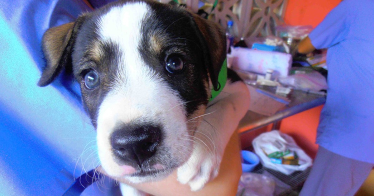 Vet rescues Saving the world, one pet at a time