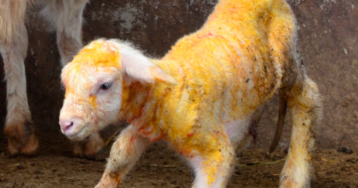 The yellow fat phenotype in sheep. The picture is showing a typical