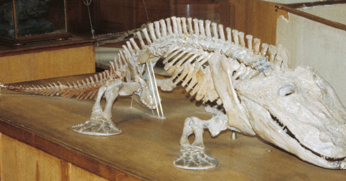 Why the earliest land creatures took antacids