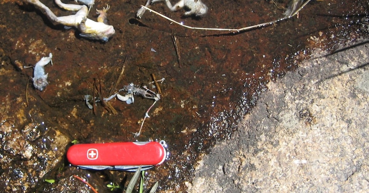 Frog fungus causes grisly death by dehydration