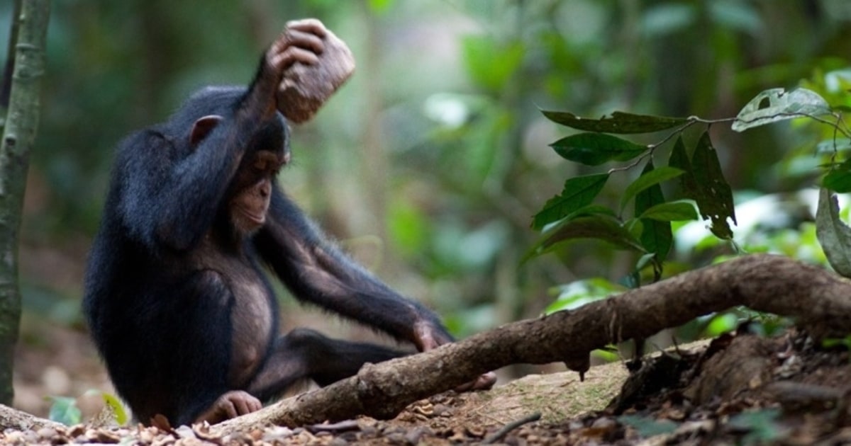 Like humans, chimps are found to have some culture, too