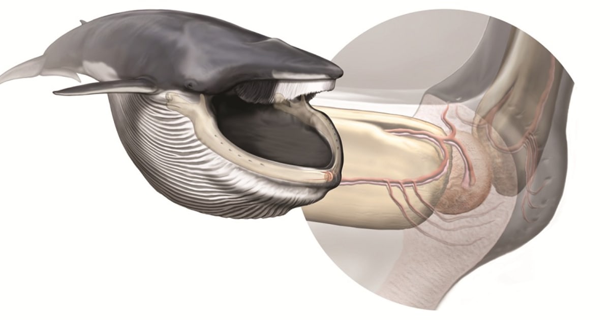 Special organ in jaw helps whales take big gulps