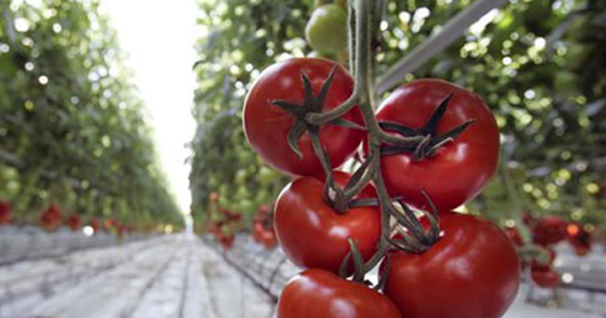 At last, the tomato genome sequence comes to fruition