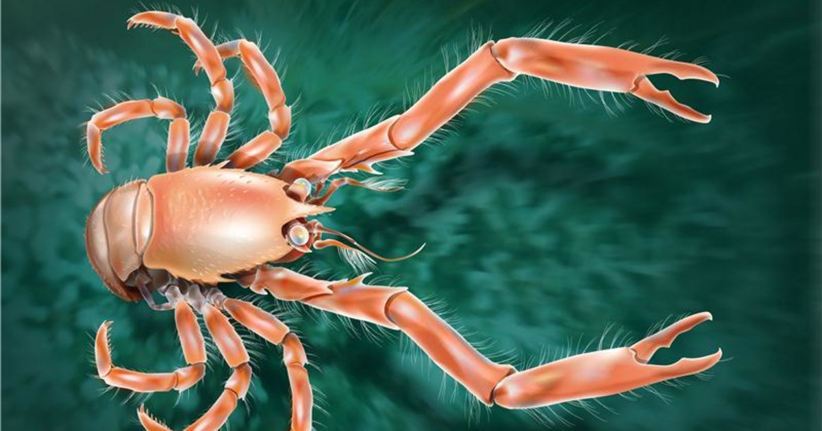 sea lobster images