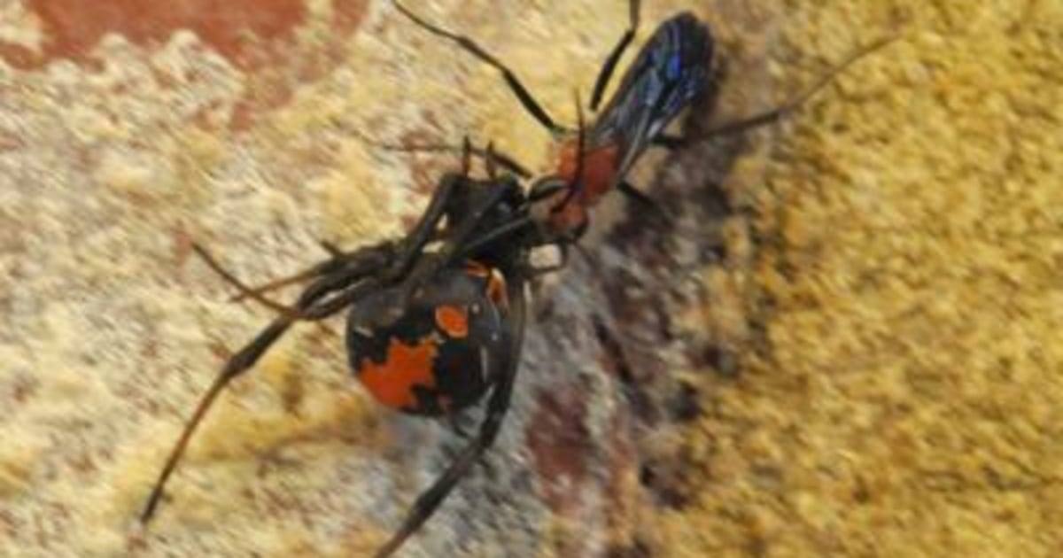 A deadly Australian spider meets its match — a tiny wasp