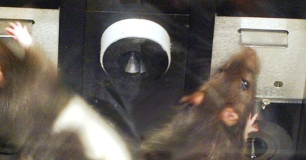 Head Rats Working Scientists track how a rat changes its mind