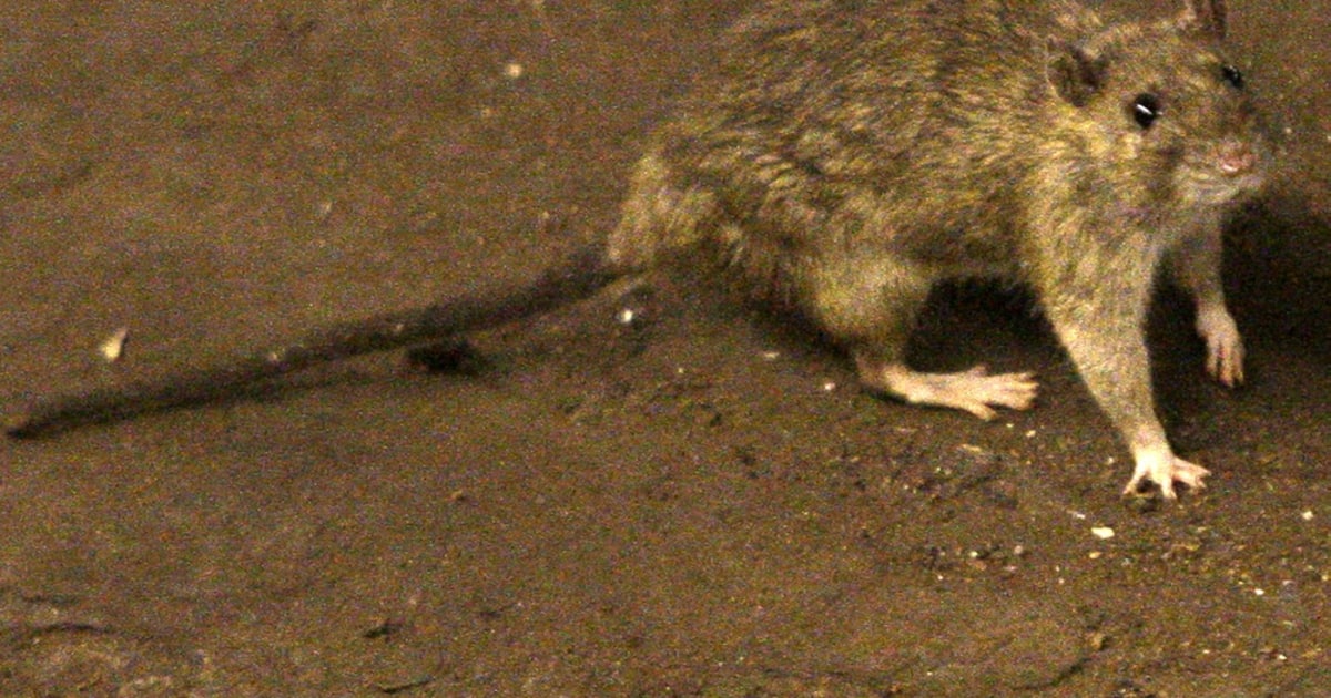 Tunnel Flooding May Drive Subway Rats Onto NYC Streets