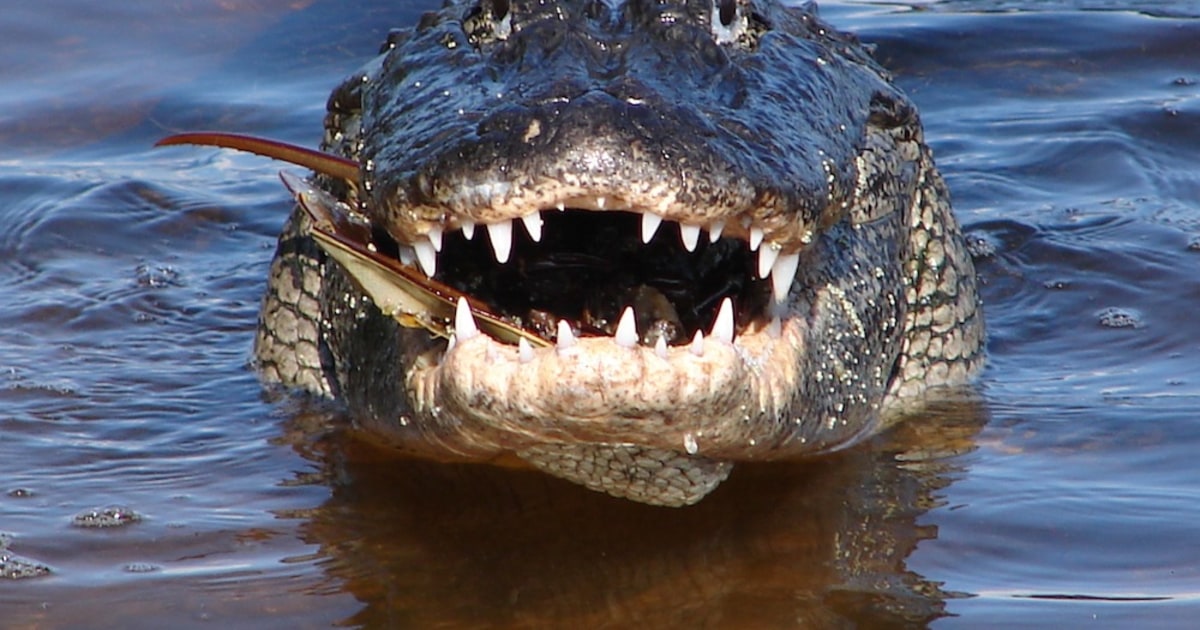 gå princip uddrag Crocodile, alligator jaws more sensitive than human fingertips