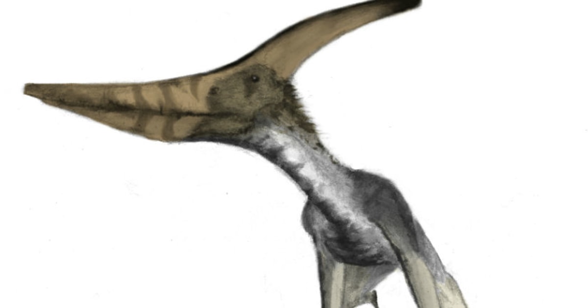 Tricky take-offs may have limited pterodactyl size - The