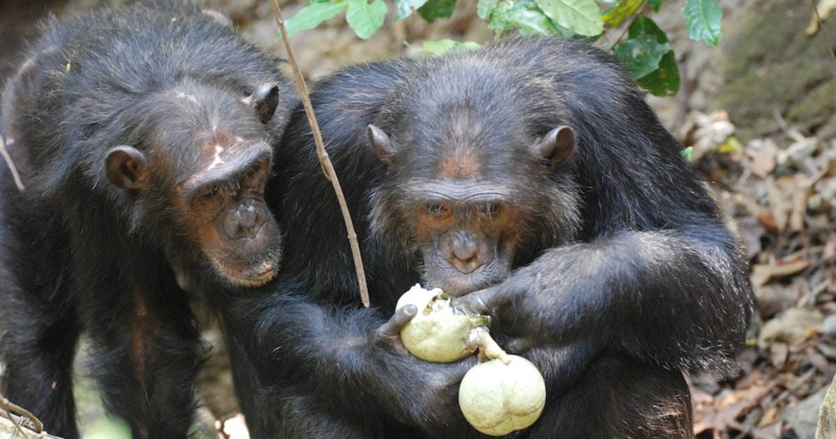 What do chimps and humans have in common? Gut bacteria