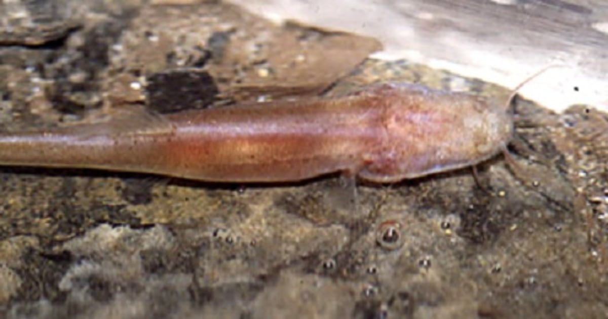Eww! Eyeless, scaleless cave fish discovered in Vietnam