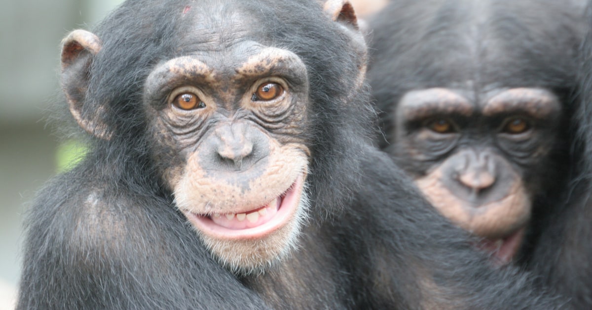 Chimp brains reveal secret of why humans are much smarter