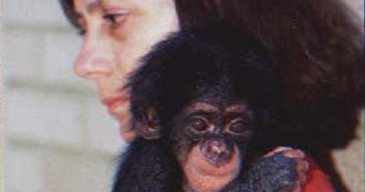 Baby chimps given human love ace IQ tests