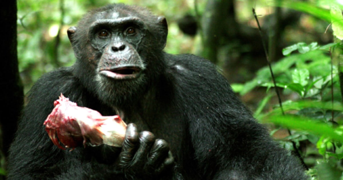 Lady chimps will mate for meat