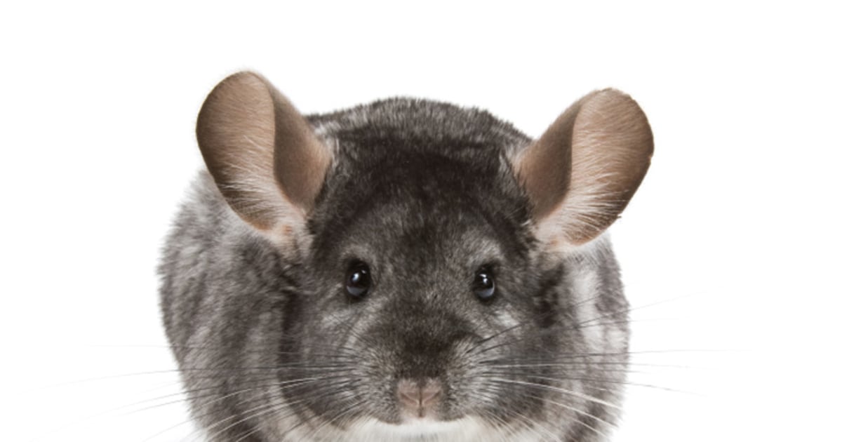 petco chinchilla