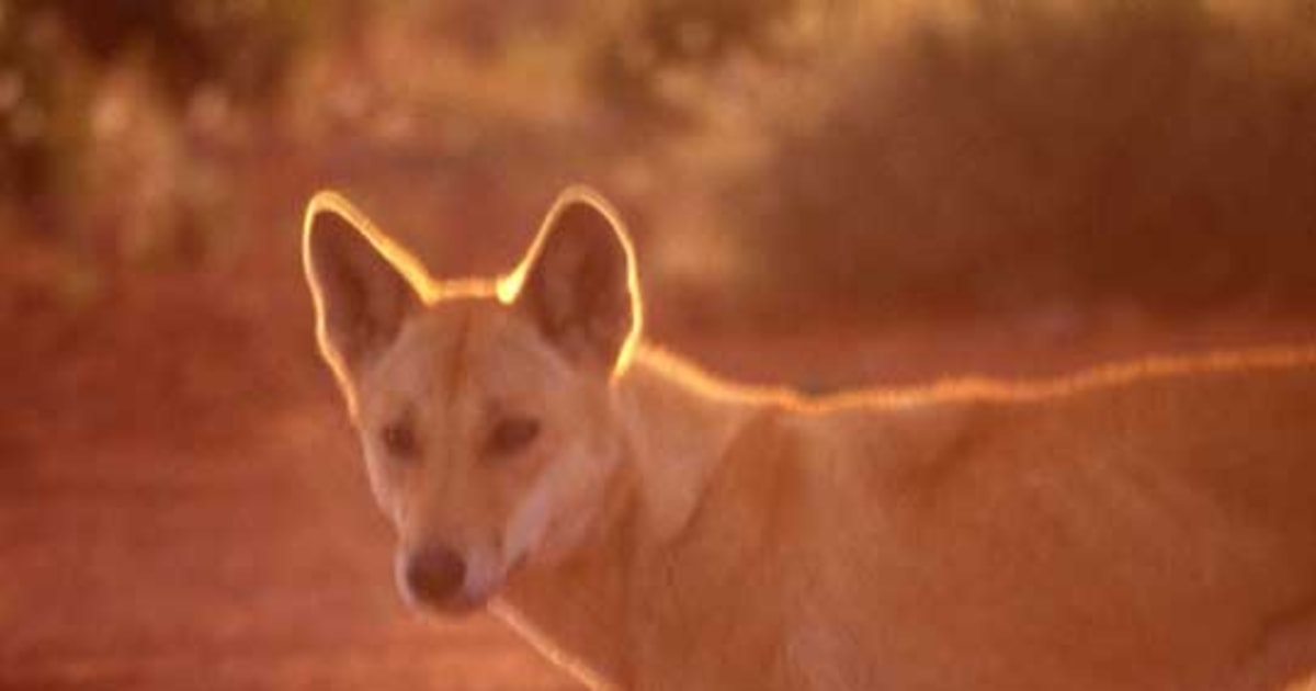 Dingoes are both pest and icon. Now there's a new reason to love