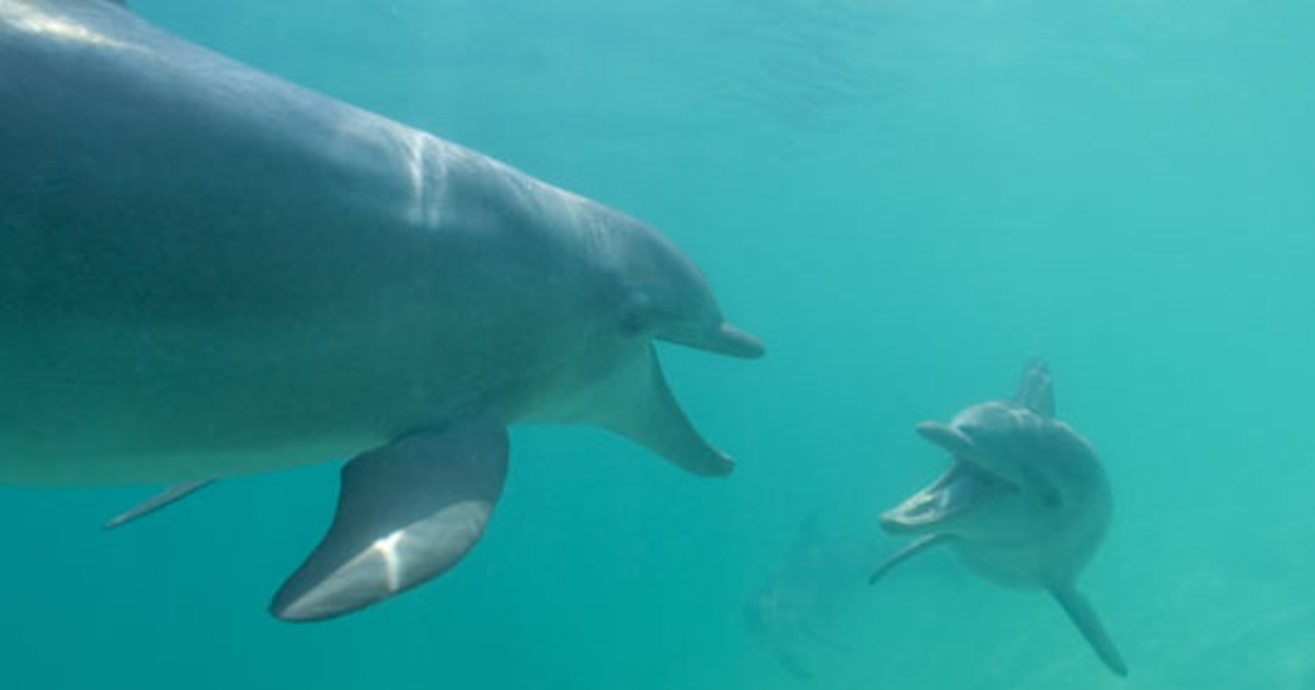 Дельфин издает звуки. Язык дельфинов. Общение дельфинов. Дельфины общение. Разговор дельфинов.