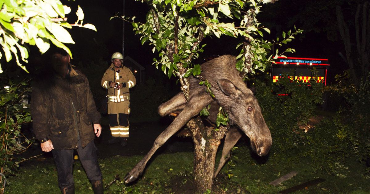 Bugün öğrendim ki: 2011'de İsveç'te sarhoş bir...