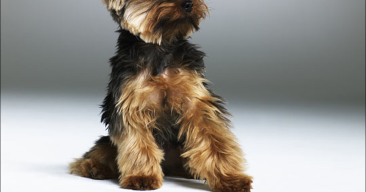 pic Terrier Different Breeds Of Dogs hot dog tiny breeds have warmer bodies