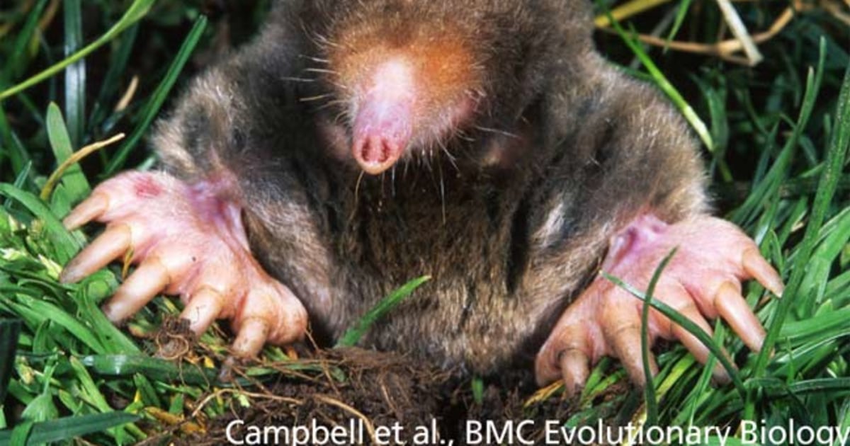 How Moles Survive Subterranean Life