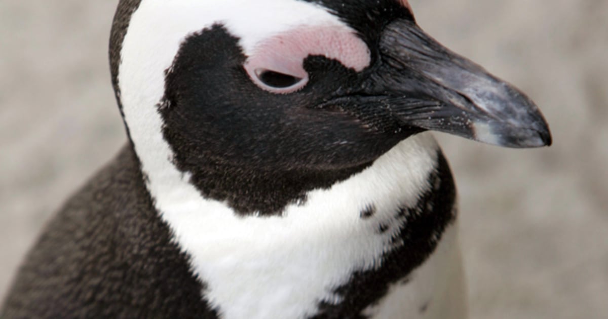 New homes for penguins