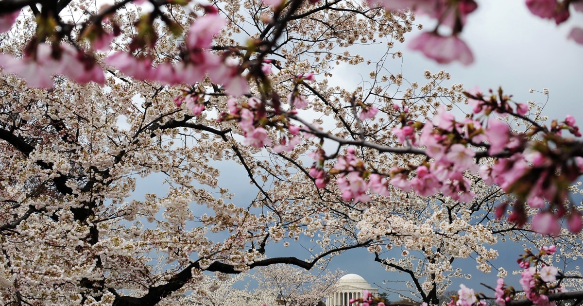 Bloom Into Spring Spring in bloom