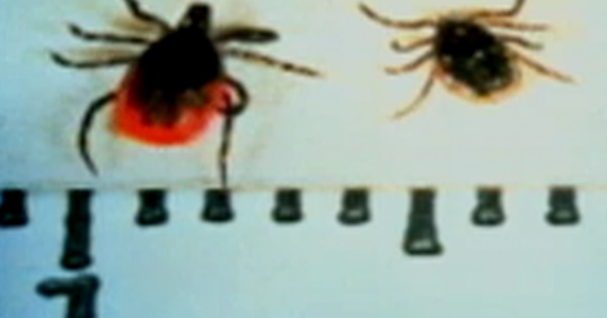 New bacteria found in ticks