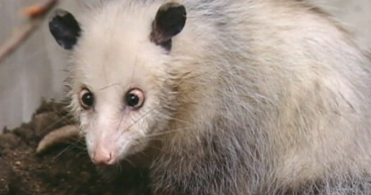 The quirkiest animal moments of 2011