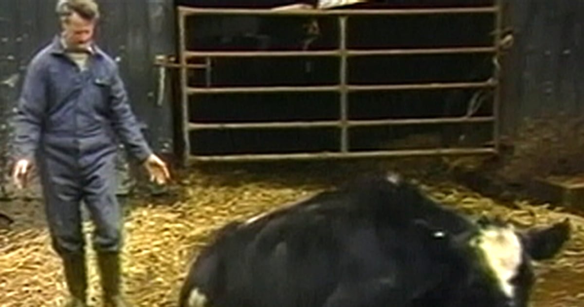 Mad cow disease found in California