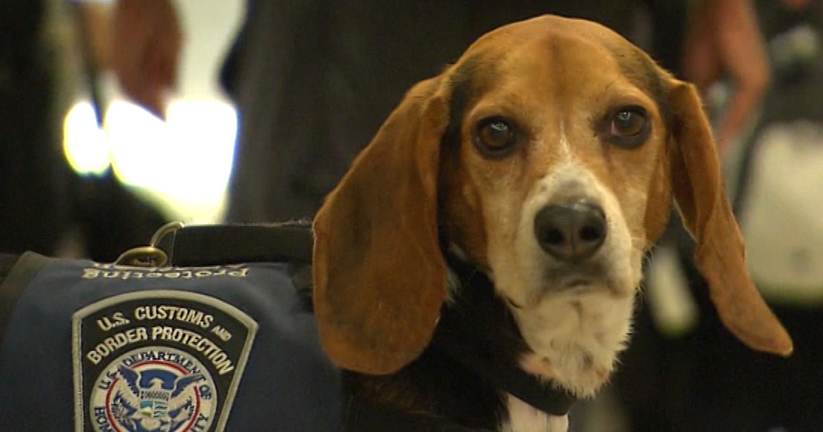 Beagle patrol store