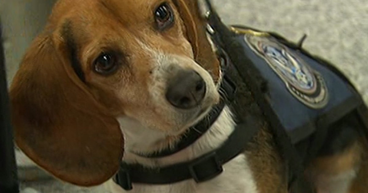 Beagles are 'great hunters'