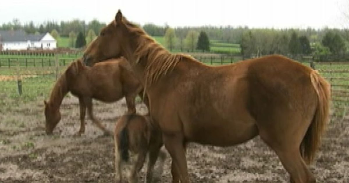 Sneaky stallion impregnates woman