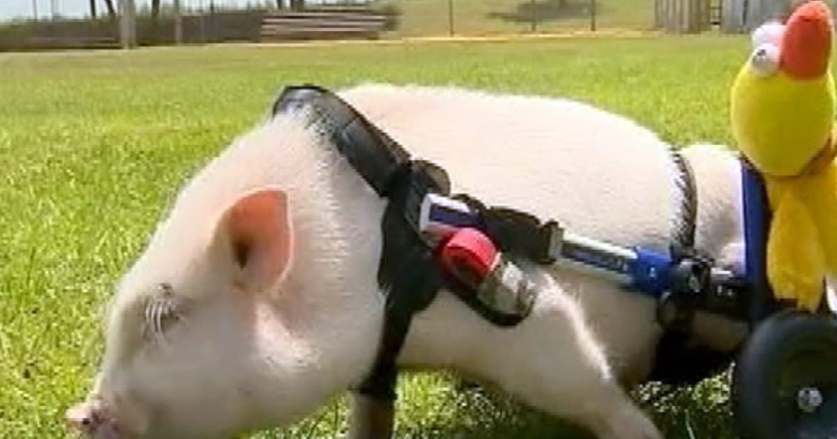 Chris P. Bacon's worldwide fame